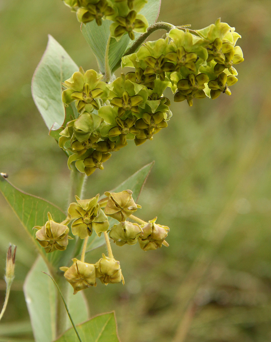 Gomphocarpus swynnertonii