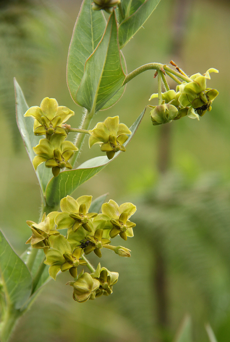 Gomphocarpus swynnertonii