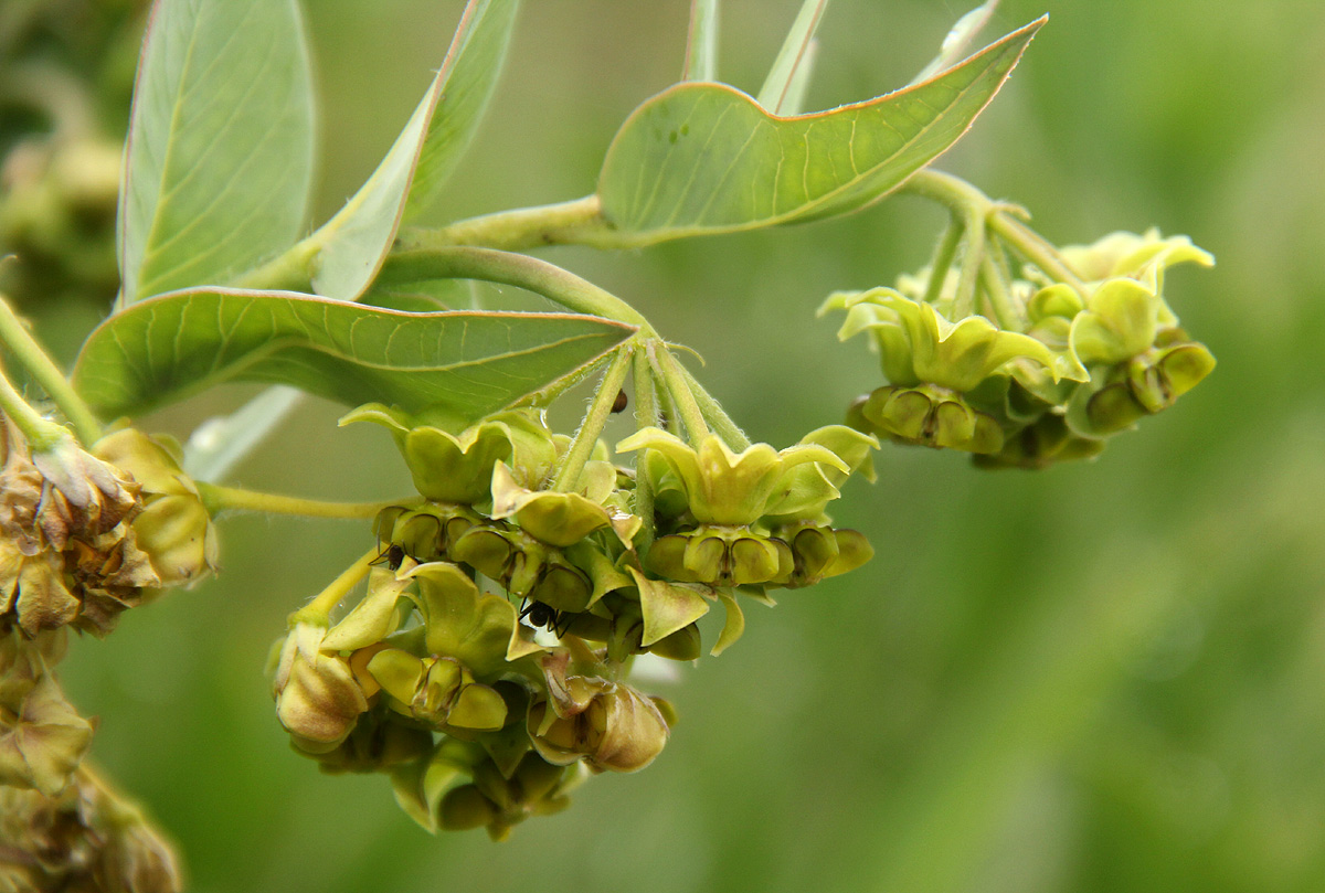 Gomphocarpus swynnertonii