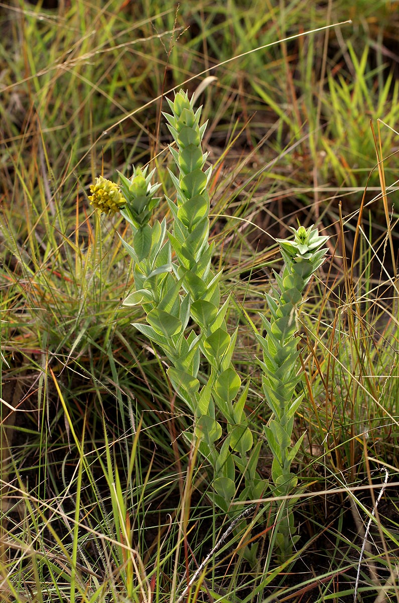 Gomphocarpus swynnertonii