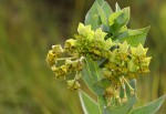 Gomphocarpus swynnertonii