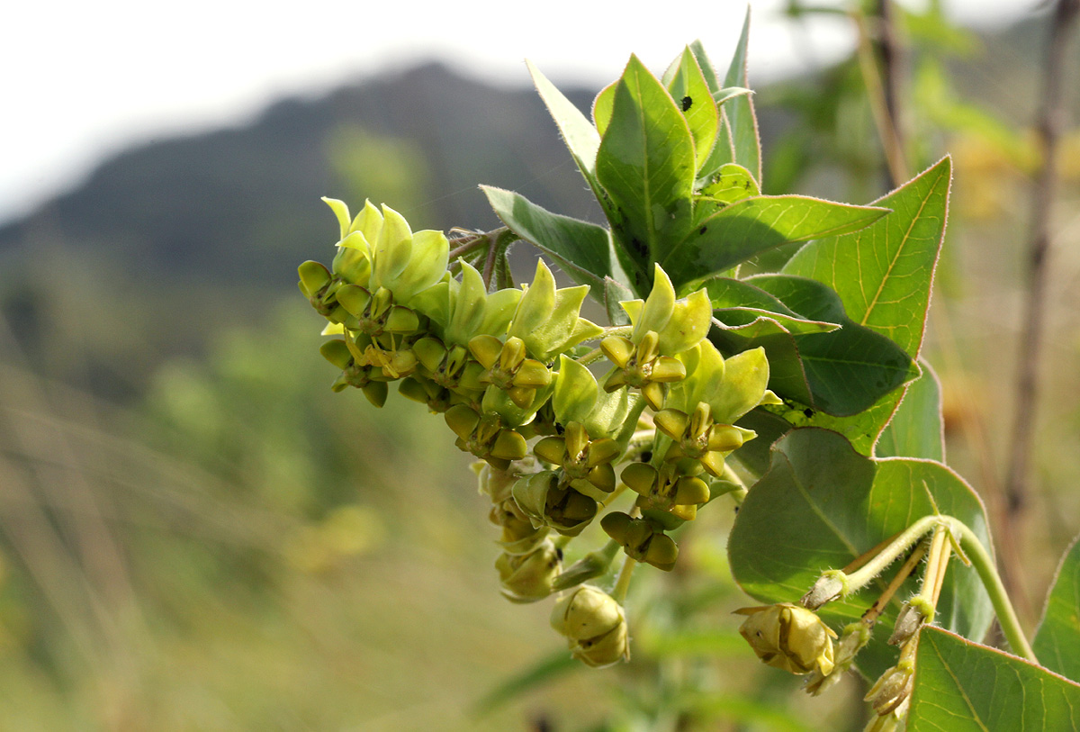 Gomphocarpus swynnertonii