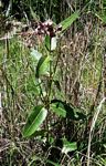 Pachycarpus bisacculatus