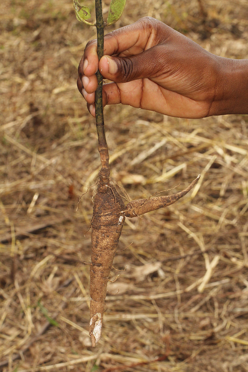 Pachycarpus bisacculatus
