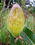 Pachycarpus bisacculatus
