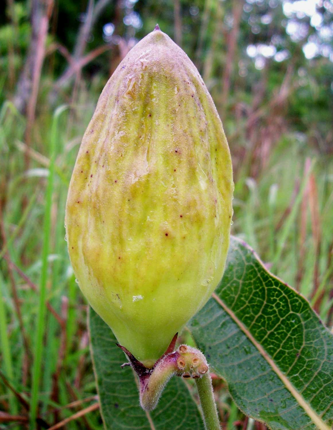 Pachycarpus bisacculatus