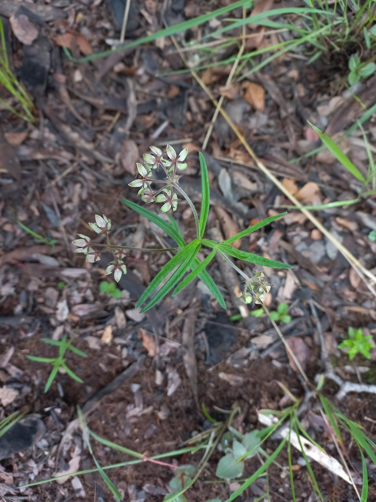 Asclepias palustris