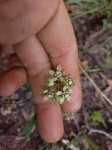 Asclepias palustris