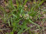 Asclepias palustris