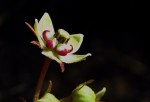 Asclepias palustris