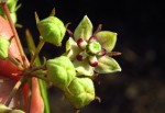Asclepias palustris