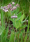 Asclepias fimbriata