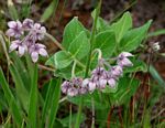 Asclepias fimbriata