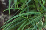 Asclepias graminifolia