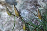 Asclepias graminifolia