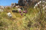 Asclepias graminifolia
