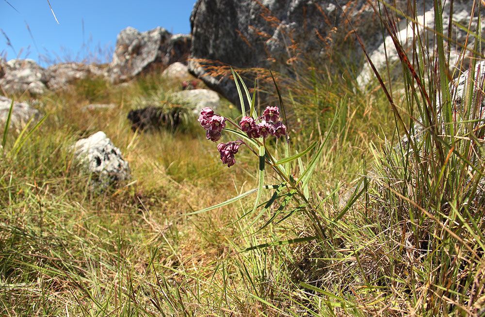 Asclepias graminifolia
