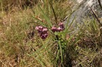 Asclepias graminifolia