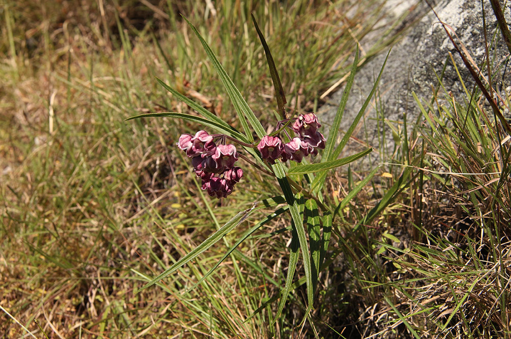 Asclepias graminifolia