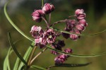 Asclepias graminifolia