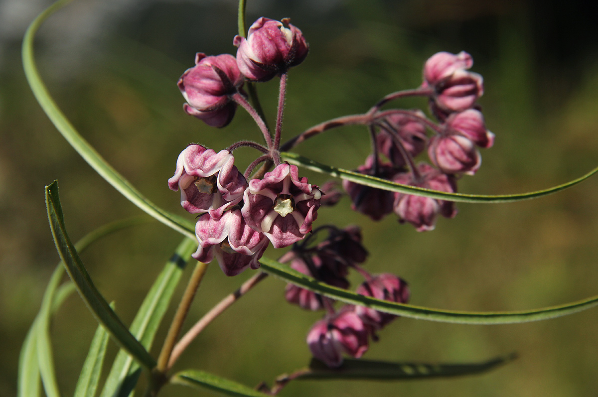 Asclepias graminifolia