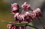 Asclepias graminifolia