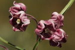 Asclepias graminifolia