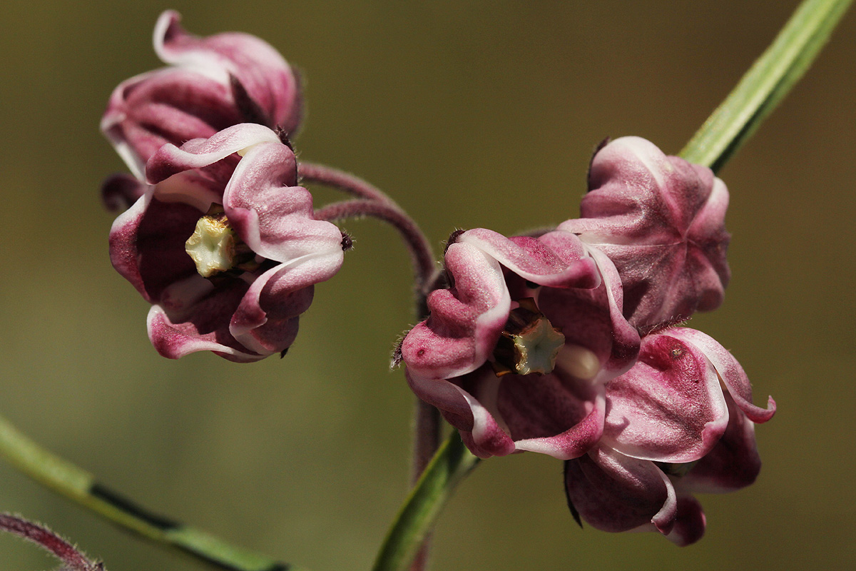 Asclepias graminifolia