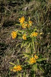 Asclepias curassavica