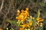 Asclepias curassavica