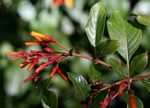Hamelia patens