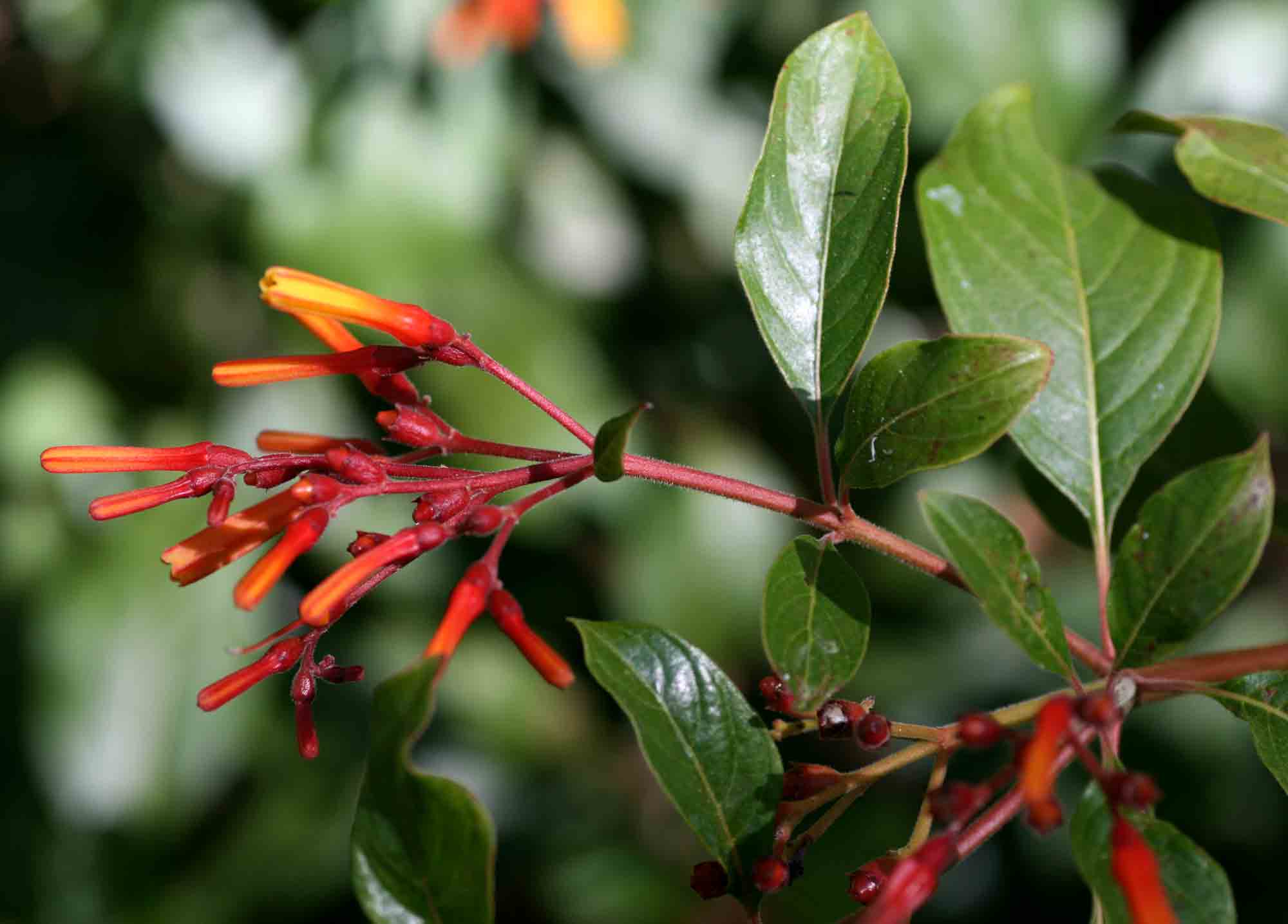 Hamelia patens