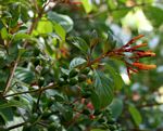 Hamelia patens