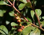 Hamelia patens