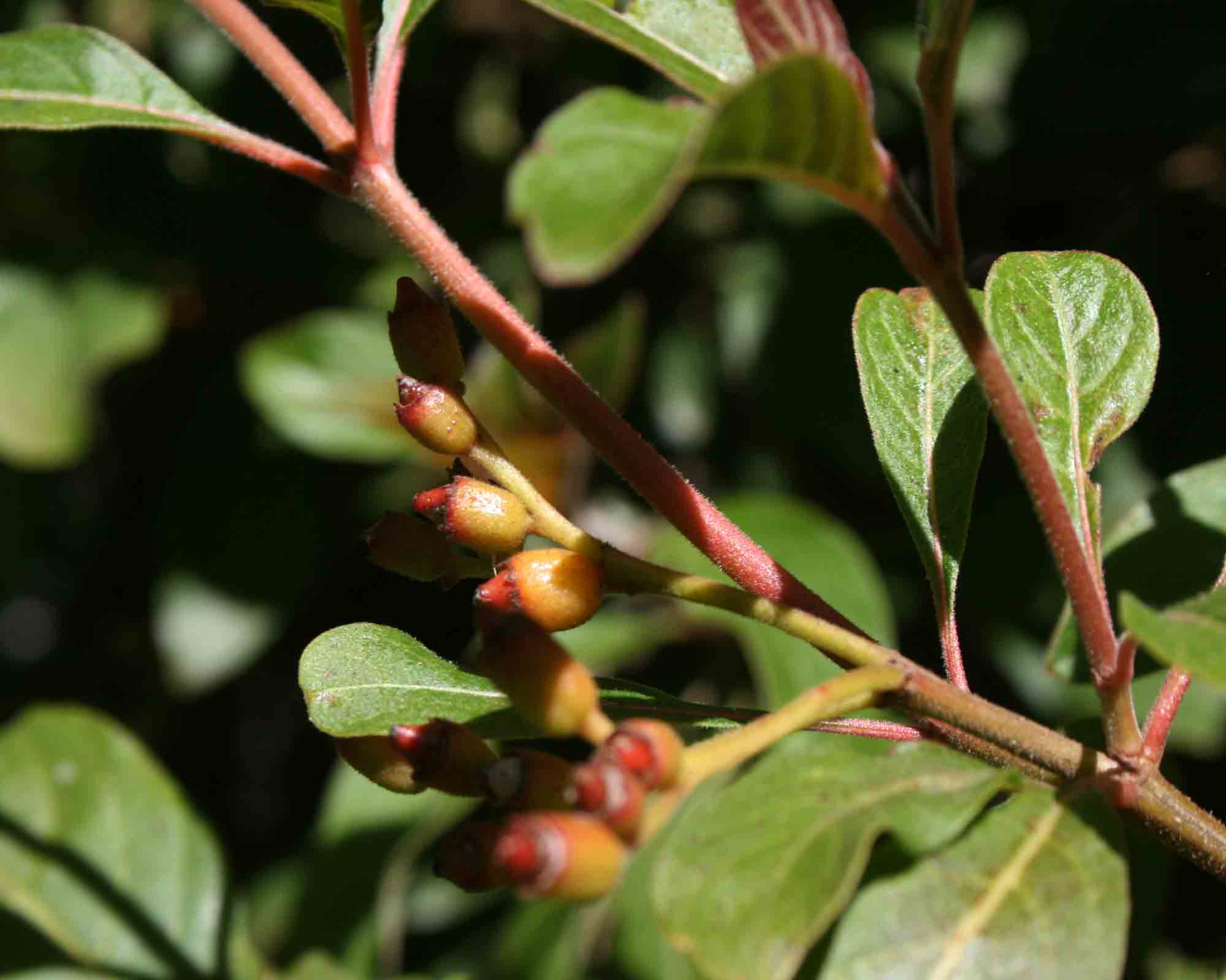 Hamelia patens