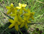 Stathmostelma fornicatum subsp. fornicatum