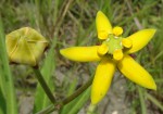 Stathmostelma fornicatum subsp. fornicatum