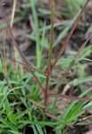 Stathmostelma pauciflorum