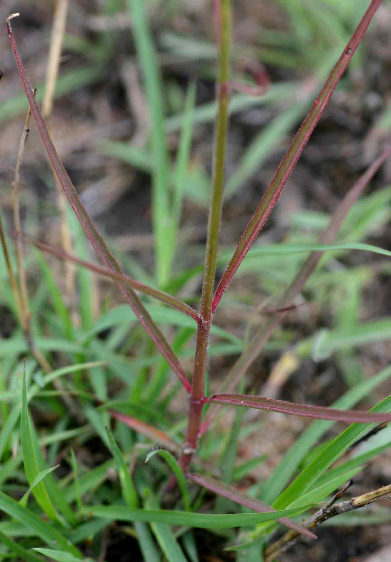 Stathmostelma pauciflorum