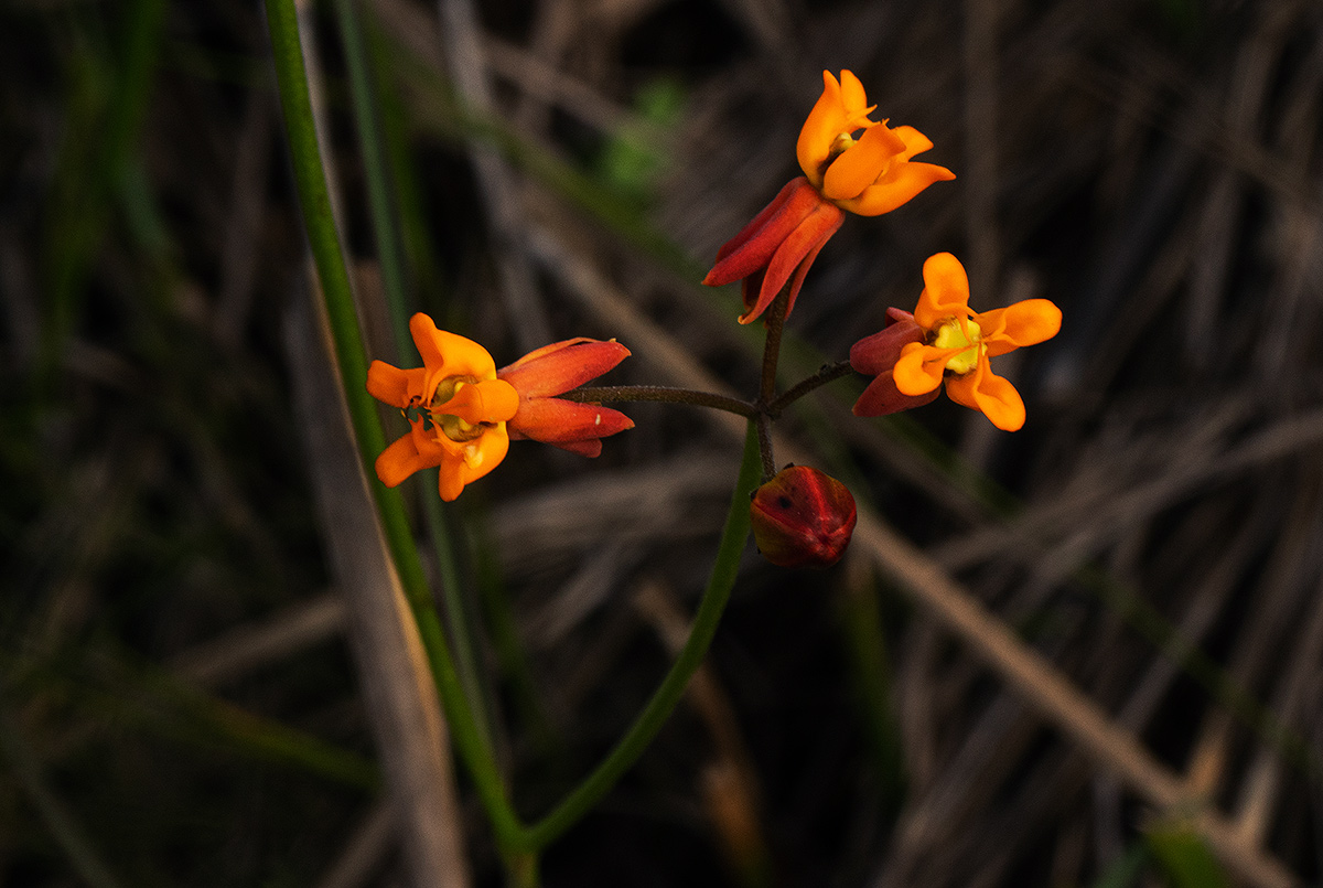 Stathmostelma pauciflorum