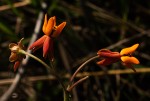 Stathmostelma pauciflorum
