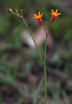 Stathmostelma pauciflorum