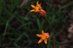 Stathmostelma pauciflorum