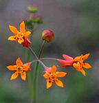 Stathmostelma pauciflorum