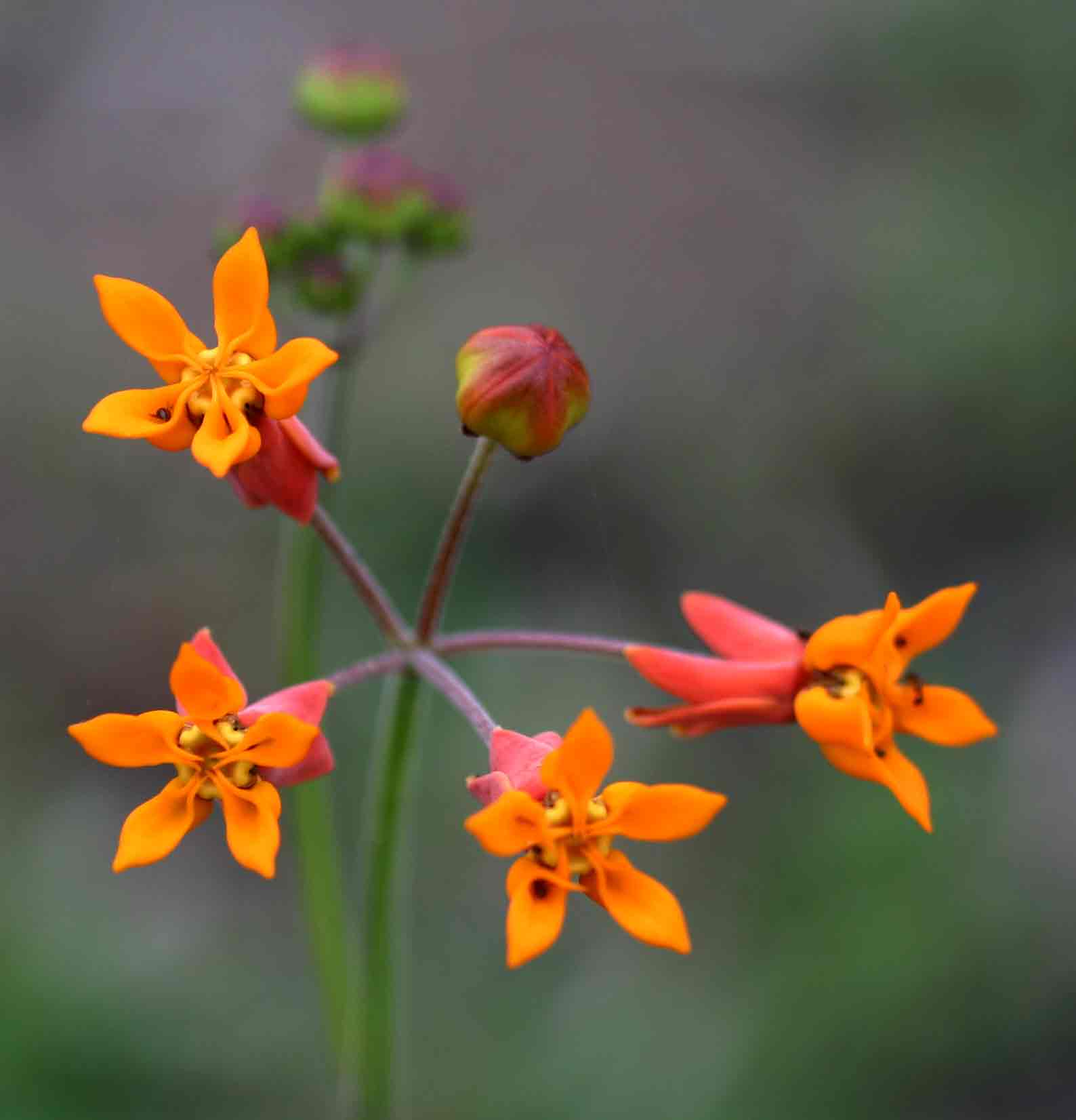 Stathmostelma pauciflorum