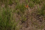 Stathmostelma pauciflorum