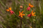 Stathmostelma pauciflorum