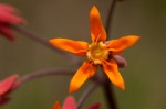 Stathmostelma pauciflorum