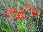 Stathmostelma spectabile subsp. spectabile