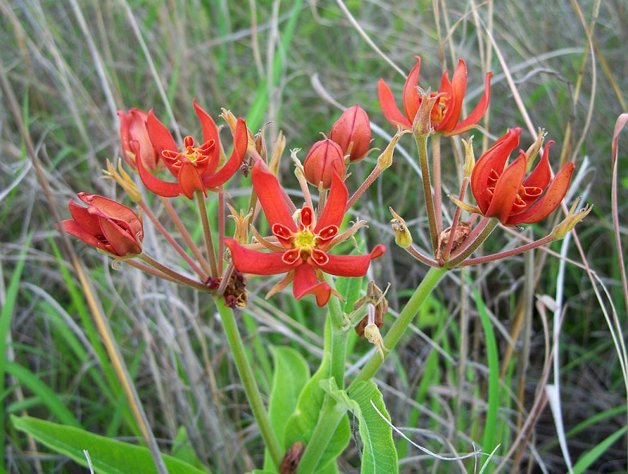 Stathmostelma spectabile subsp. spectabile